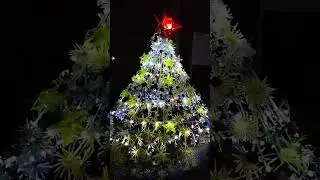 pasundayag  ug games  competition han Christmas Tree ha Zone 8 Haclagan Leyte Philippines