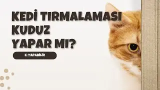 KEDİ TIRMALAMASI KUDUZ YAPAR MI?