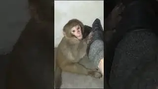 Aggressive monkey 🐒 eating Banana 🍌