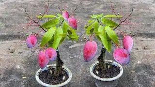 Best Skill Grafting Mango Tree Growing Fast With Potatoes | Grow mango tree from cutting by potato