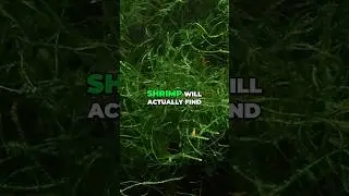 Shrimp Tank Secret | Why MOSS Is The BEST