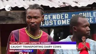 Cattle theft suspects arrested in Kandara #CattleTheft #Insecurity #BreakingToday