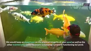 Koi Pond Maintenance in Los Angeles - by Aquatech - (310) 993-2183