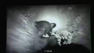 &copy; Dawn L. Brown Bear rehabilitation - behavioral research data &ndash; video