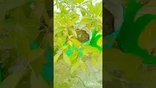 tips for fruit plants ll home gardening l plants #terracegardening #shorts #youtubeshorts