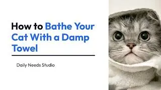 How to Bathe Your Cat With a Damp Towel | Daily Needs Studio