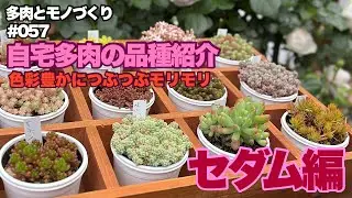 其の五十七『自宅多肉の品種紹介』セダム編