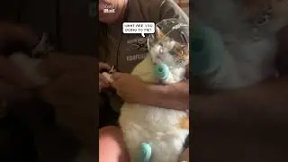 Cat turns into astronaut during nail cutting