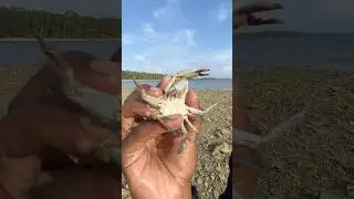 Crab 🦀 || Lowtide Search #shorts #ytshorts #shortsfeed #trendingshorts
