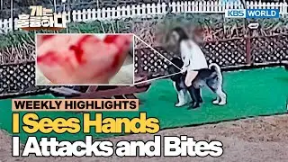 [Weekly Highlights] An Abandoned Malamute Lucky😭 [Dogs Are Incredible] | KBS WORLD TV 251209
