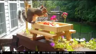 WildmanPete Squirrel Picnic