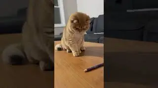 Lovely Moments  #cuteanimal #funny #cutespets