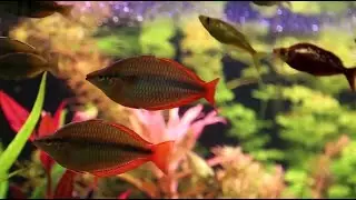 Beautiful Clown Fish Aquarium - Relaxing Music In 4K - Sleep Meditation