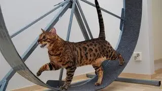 Top 5 Cat Gadgets You Must Have