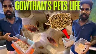 🪱 Weirdest Exotic Pet Foods Chennai 🐠 | Gautham Pet Life | Mealworms, Superworms, Roaches & LiveFood