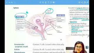 STRUCTURE OF LYMPH NODE | White Pulp | RedPulp | Spleen Anatomy #neetpg #fmge