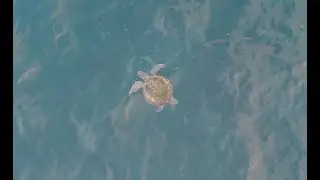 Turtle Eating a Jelly & Diving - (4K)