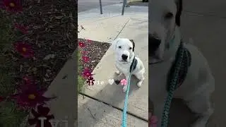 Baby Ivie 🌸🩷 is waiting for her forever family at the Maxfund dog shelter in #denver 🤍🖤🐾✨