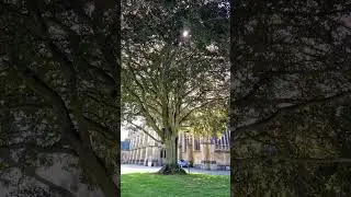 Big tree #bigtree #sunshine #relax