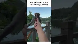 monkey gets mad after getting a middle finger #shorts