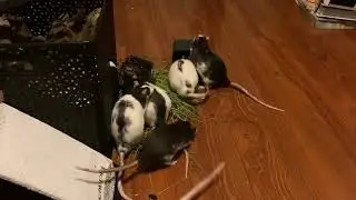 rats ratting everywhere, just ratting all over the place