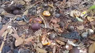 Mostrando comidia de paca no buriti.