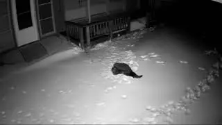 Fisher versus Possum
