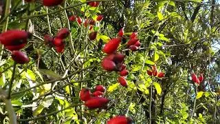 Autumn Berries