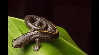 Study Reveals Global Decline In Amphibians