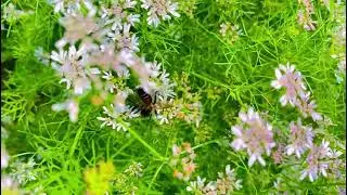 Nature&rsquo;s Tiny Dancer✨💕: Bee Pollinating Coriander Flowers 🐝🌸
