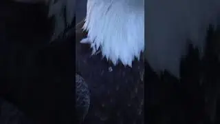 watch the Eagle upclose and candid #wildlife