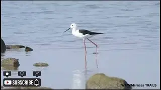 Graceful Black-Winged Stilt Feeding in the Water! 🦩🌊