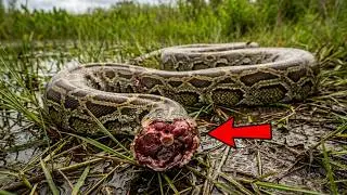 🚨 BREAKING: Something Is Beheading Giant Pythons in Florida… And It Makes No Sense