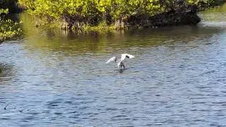 Reddish Egret Runs & Spreads Wings to Confuse Fish & White Ibis is Calm, Black Point Wildlife Drive!