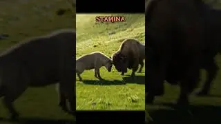 Takin vs Bison! Who Will Win?