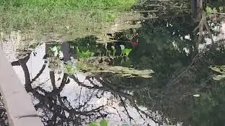 Jacana bird flying and calling in the Brazilian Pantanal
