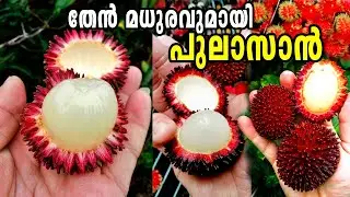 പുലാസാൻ ചെടി നിറഞ്ഞ് കായ്ക്കാൻ  ചെയ്യേണ്ട കാര്യങ്ങൾ/Pulasan Fruit Malayalam/Pulasan Tree/PULASAN