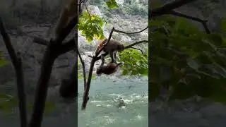 Zero distance from wild animals, harmonious coexistence between humans and animals