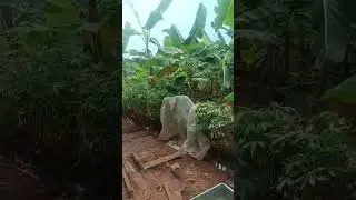 pacekan merpati kolong #fypシ #viralvideo