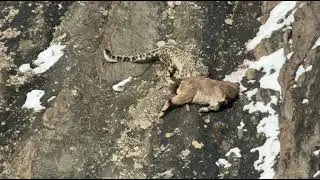Snow leopard with a kill