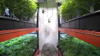 W Vapes Facility 2
