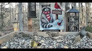 Streaming LIVE ** Birds on the Bluff Main Feeding Platform Camera ** 1/16/2026
