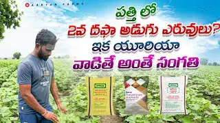2nd dose fertilizer in cotton || Second dose of fertilizer in cotton || For high yield