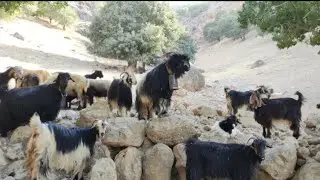 These hardworking nomads are going to the water #Rizak # in the village #Malek Shir #