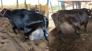 Incredible Biggest Udder cows