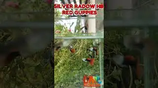 GUPPY FISH /SILVER RADOW HB RED GUPPIES / GUPPY FISH FARM IN NAGPUR / LAL FISH FARM NAGPUR