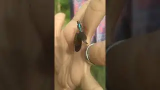 Damselfly Rainbow Color❣️