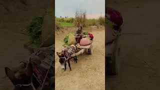Donkey Cart Ride