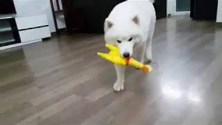 Funny 2018 cute dog doing in mid night and play with chicken toy 4