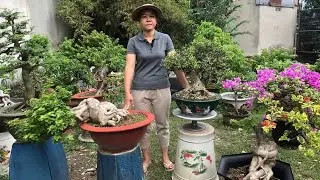Ngày 25/12 Hoa Kiểng Ngọc Tấn giao lưu nhiều loại cây  giá rẽ, dáng cây đẹp bao phí ☎️0938.664.809